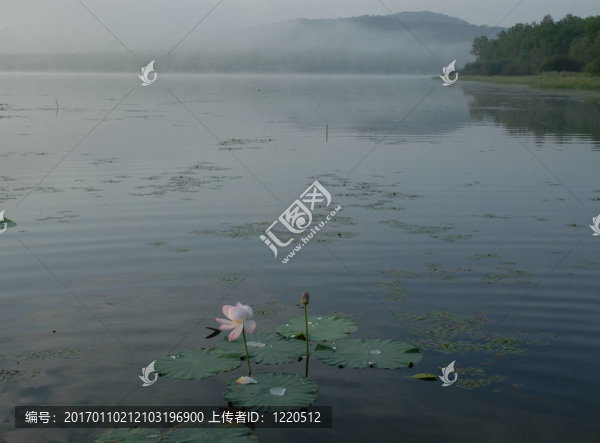 蓮；花