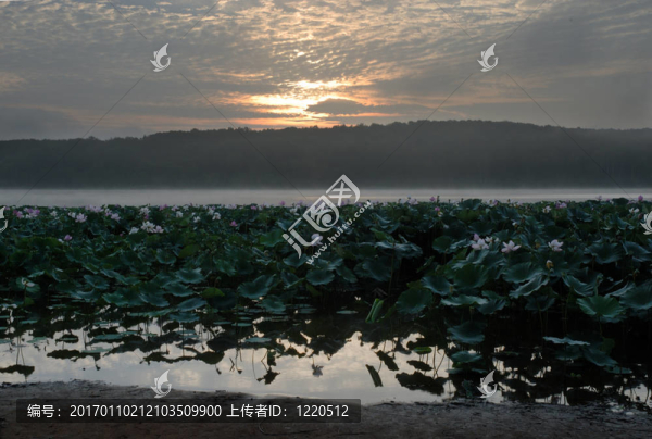 芙蓉花；