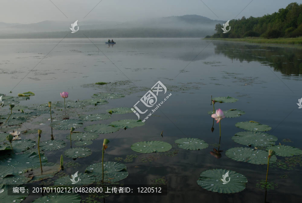 蓮；花