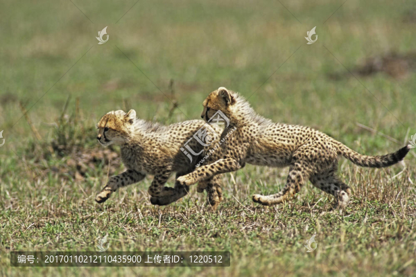 獵豹幼崽