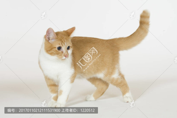 貓