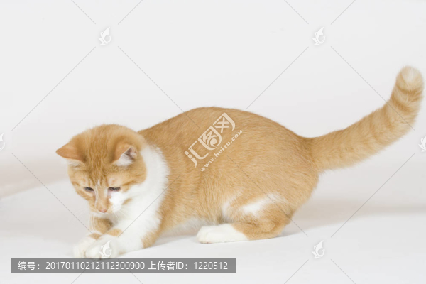 貓