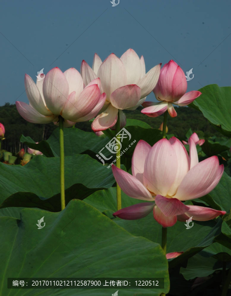 蓮；花