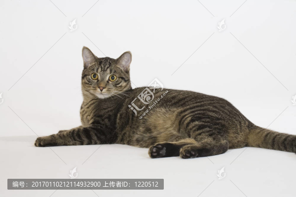 貓