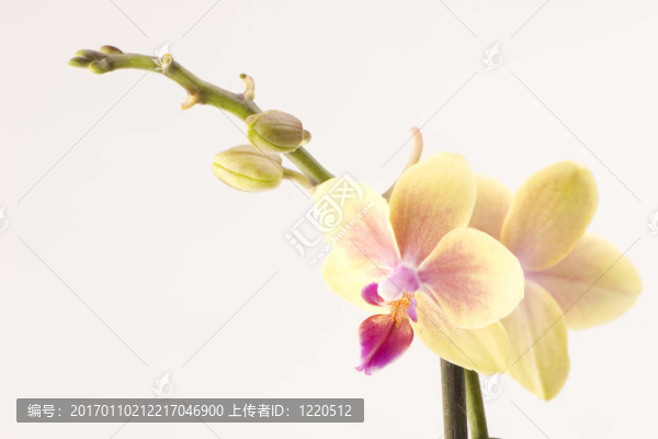 黃色的蘭花
