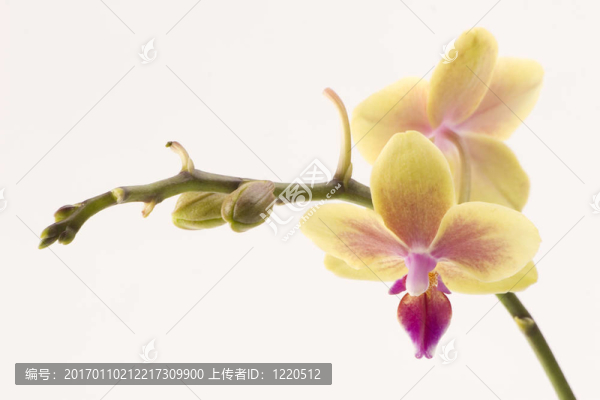 黃色的蘭花