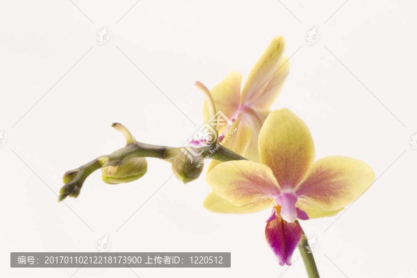 黃色的蘭花
