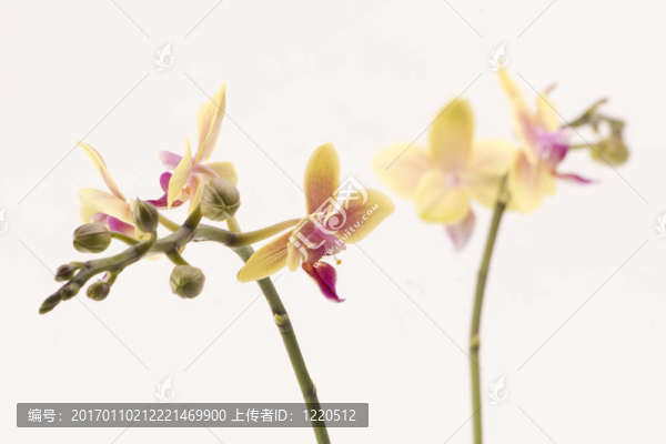 黃色的蘭花
