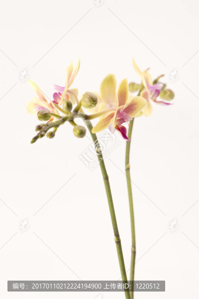 黃色的蘭花