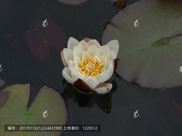 水百合