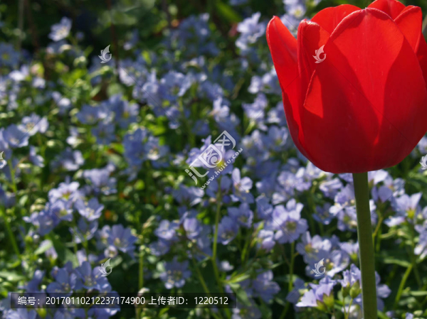 郁金香-匯圖網(wǎng) www.fosd68.com 郁金香