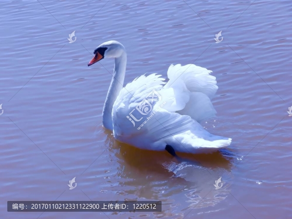 陽(yáng)光中的天鵝60841