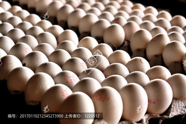 雞蛋-匯圖網(wǎng) www.fosd68.com 雞蛋