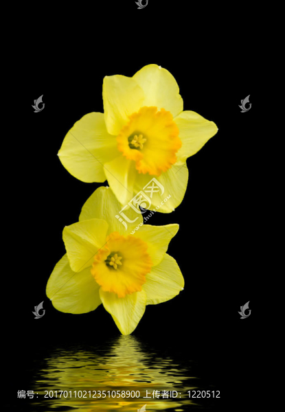 水仙花
