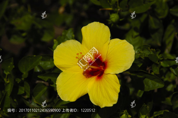 黃色木槿