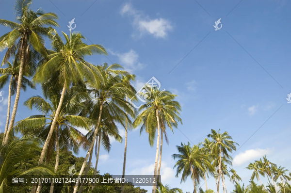 椰子樹-匯圖網(wǎng) www.fosd68.com 椰子樹