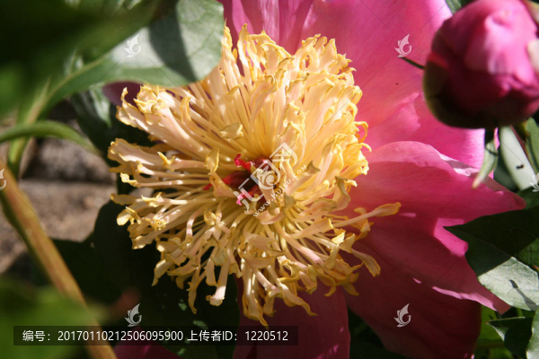 fuffy花