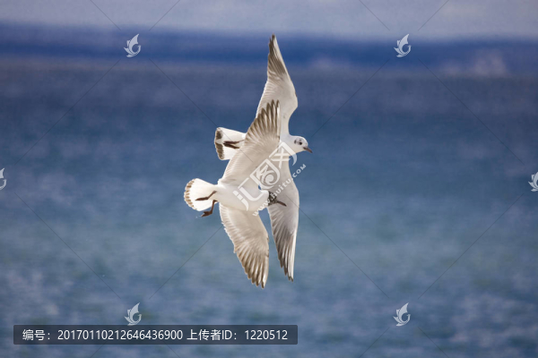 海鷗