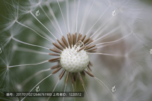 蒲公英