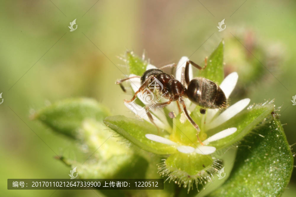 花上的螞蟻