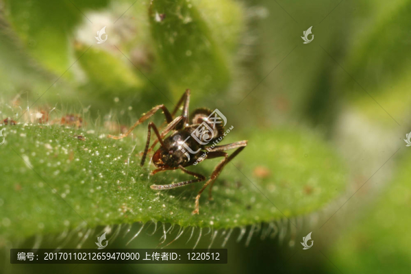 葉上的螞蟻