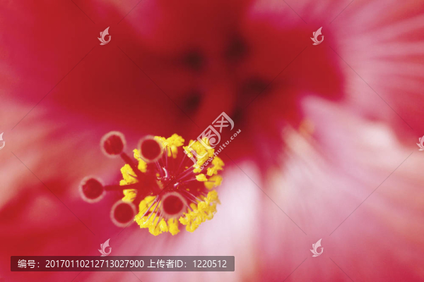 朱頂紅
