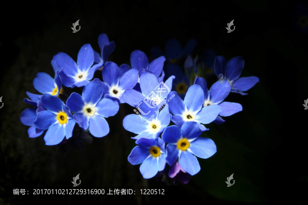 勿忘我-勿忘我。