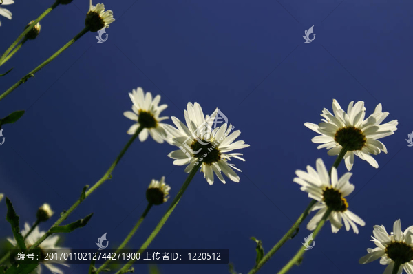 天空的雛菊。