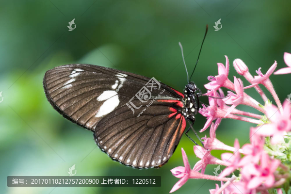 深紅色的補(bǔ)丁長翼蝴蝶