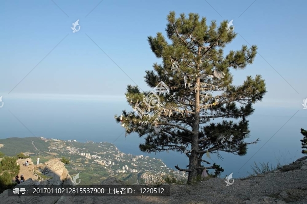 山上的樹