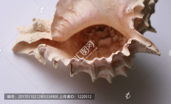 殼