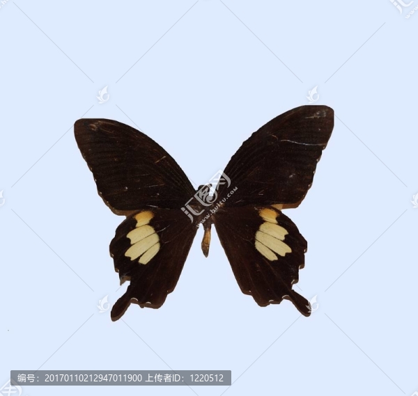 蝴蝶