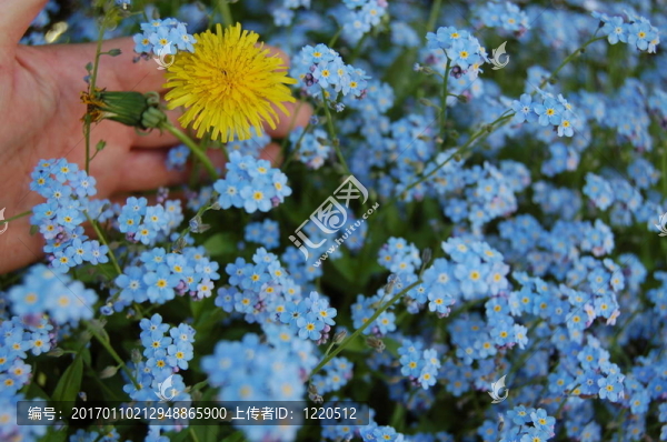 花