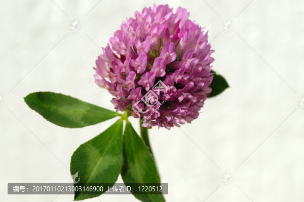 三葉草的花