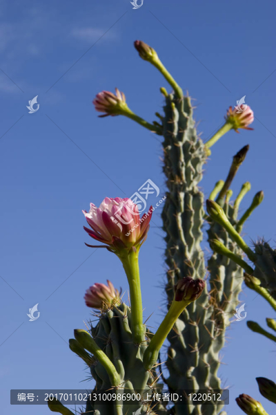 Stenocereus,thurberi花