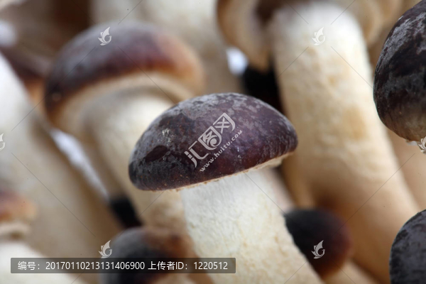 南方型楊樹(shù)菇