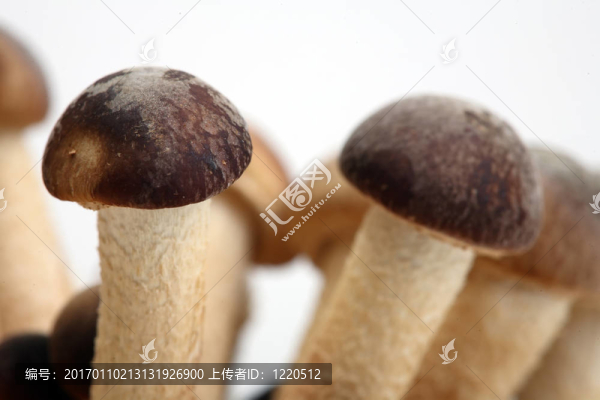 南方型楊樹菇