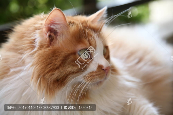 貓