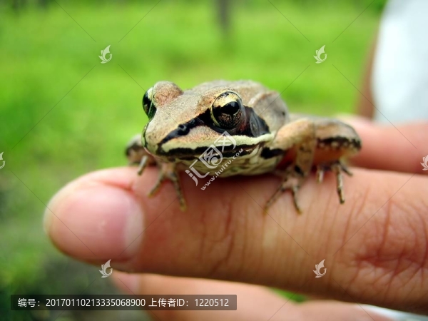 青蛙在手