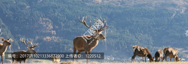 雄鹿