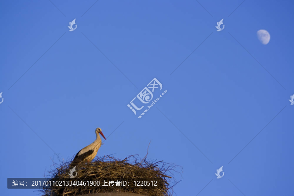 鸛