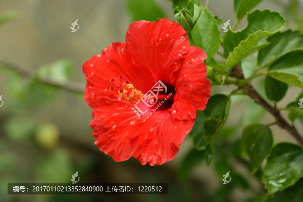 木槿