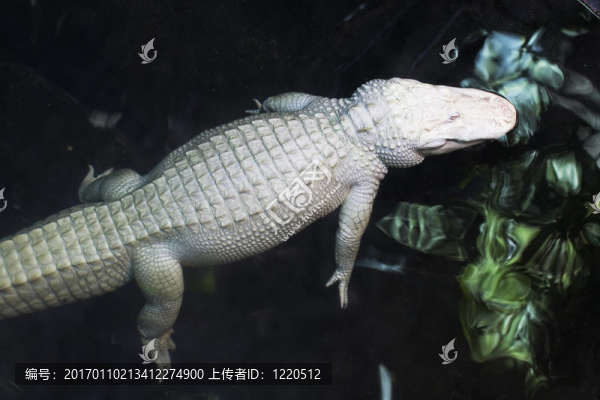 鱷魚(yú)