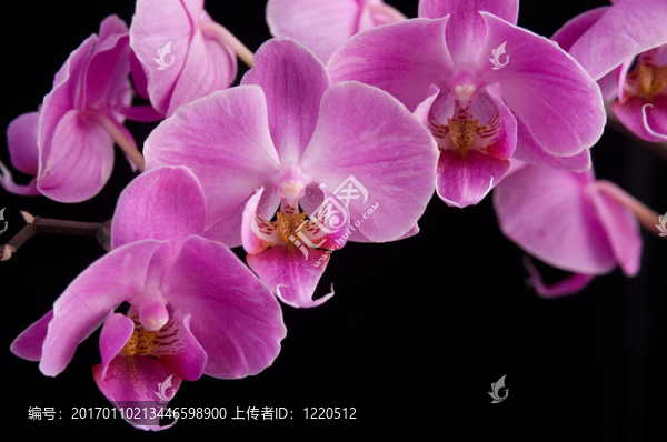 粉紅色的蘭花特寫(xiě)