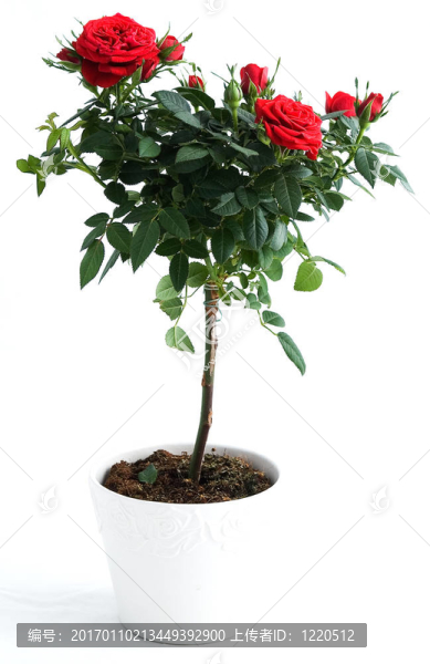 紅玫瑰布什；分離