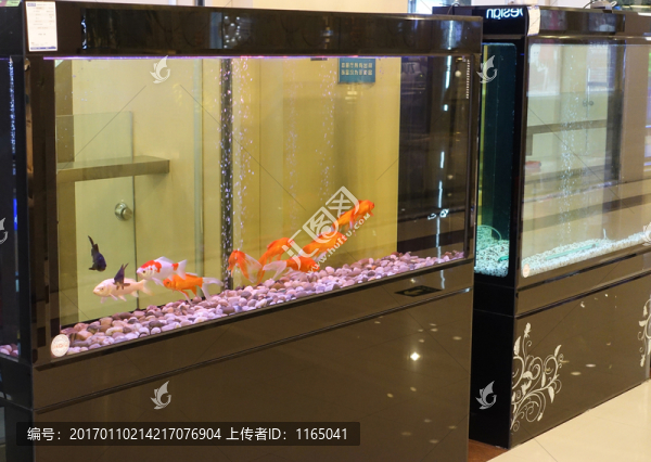 觀賞魚箱