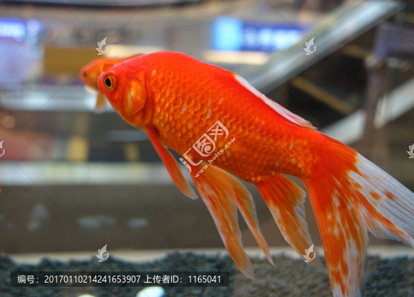 紅金魚