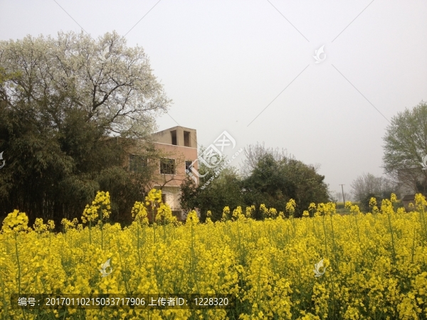 油菜花風光