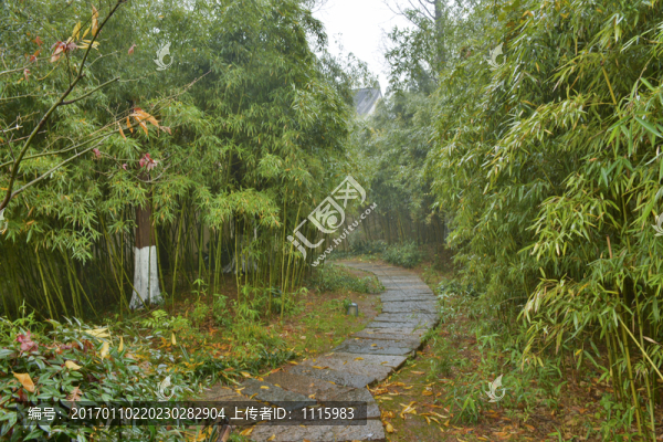竹林小徑,竹林深處