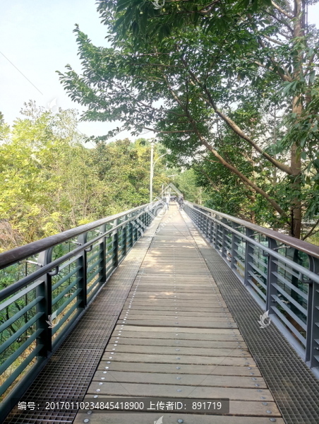 森林步道,森林棧道,木棧道